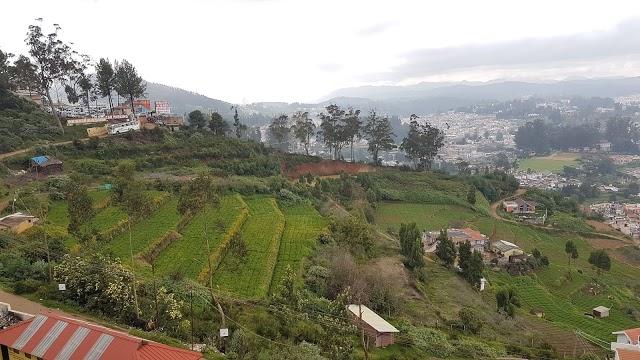 The Tea Factory and The Tea Museum
